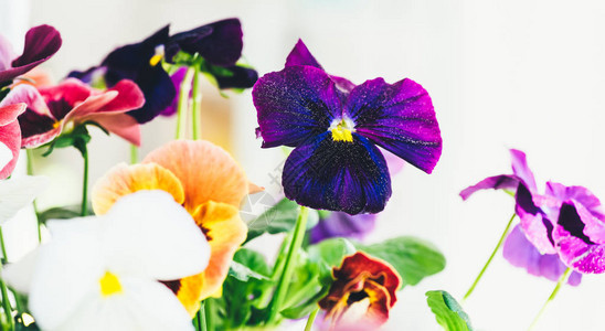 Violaceae紫罗兰家族花卉阳台上的Viola植物第一春图片