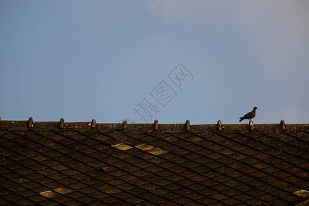 屋顶脊上有一只鸟古老的屋顶瓷砖图片
