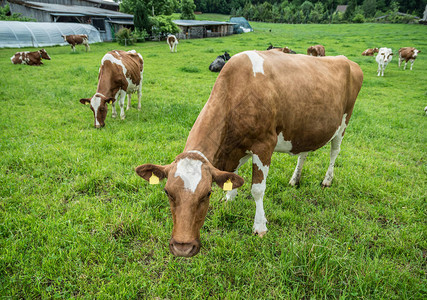 绿色牧场上的棕色奶牛群图片