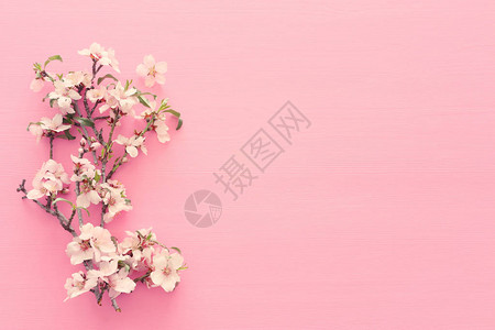 史凯迪亚春白樱花树的相片画在面粉木背景上从背景