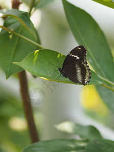 绿叶上飞舞的黑蝴蝶自然动物昆虫背景图片