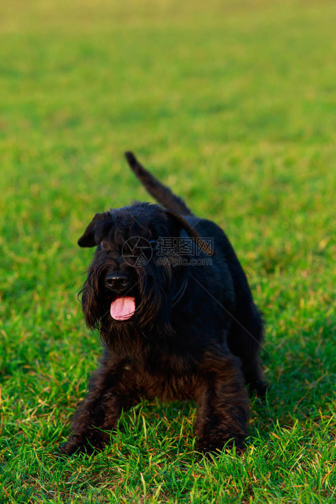 迷你Schnauser是站图片