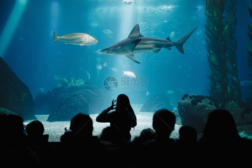 孩子们在海洋水族馆的水下生活课上孩子们在看鱼老师展示鲨鱼光线图片