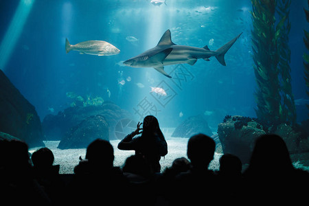 孩子们在海洋水族馆的水下生活课上孩子们在看鱼老师展示鲨鱼光线图片