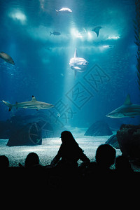 海洋馆海底世界一群人在水族馆里看鱼里斯本海洋馆的美丽逆光下访图片
