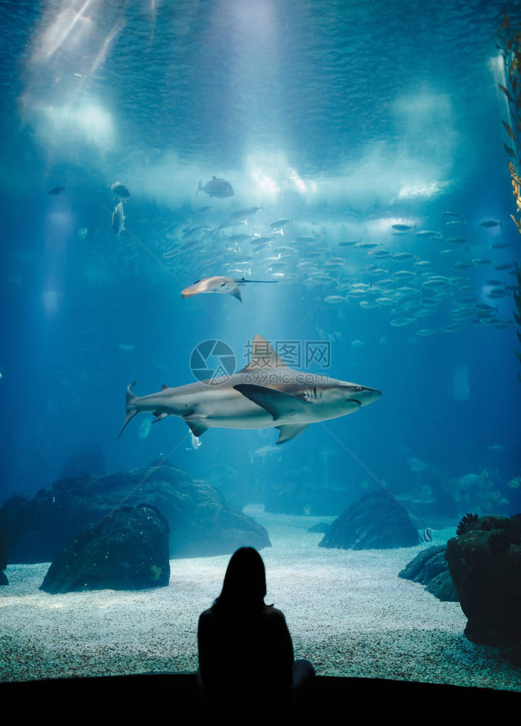 海洋馆海底世界一个人在水族馆里看鲨鱼里斯本海洋馆的美丽逆光下访图片