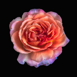 明亮的彩色美术静物花卉宏观花卉图像图片