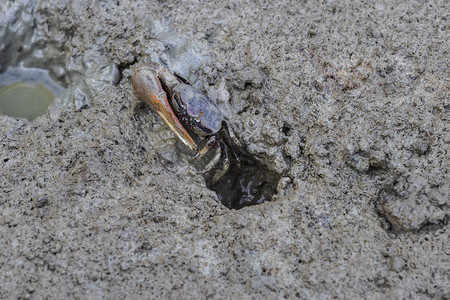 螃蟹在自然栖息地红树林图片