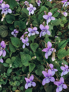 新鲜的紫罗兰花和绿叶图片