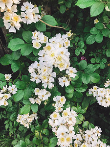 新鲜的白花和绿叶铁线莲茉莉花或野玫瑰丛图片