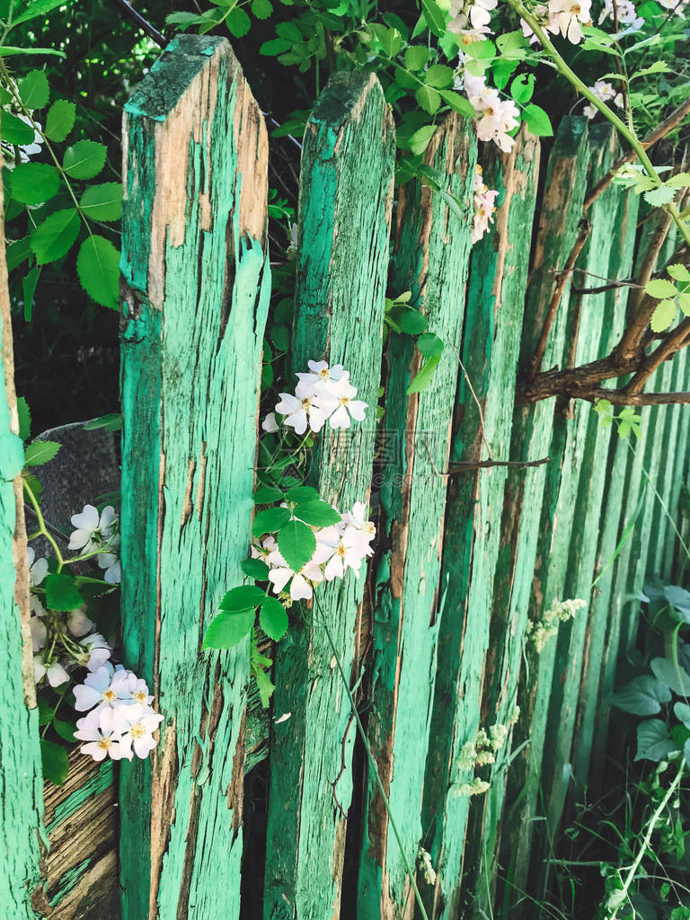旧木栅栏铁线莲茉莉花或野玫瑰丛上的新鲜白花和绿叶图片
