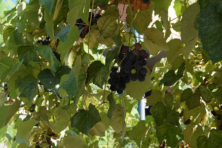 在藤和叶子之间的黑成熟葡萄图片