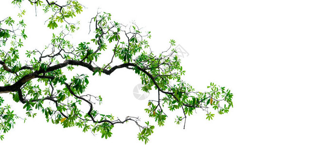 与孤立在白色背景上的绿色叶子的树枝树背景的分支自然纹理背景爱地球的概念用于设计和装饰的树枝和叶背景图片