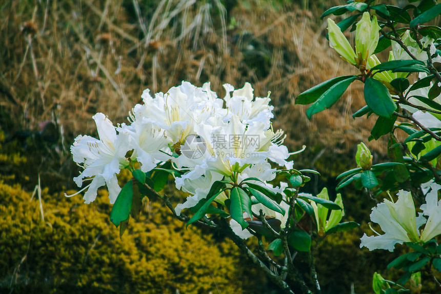 杜鹃花是茵他侬公园杜鹃花属开花植物的姓氏图片