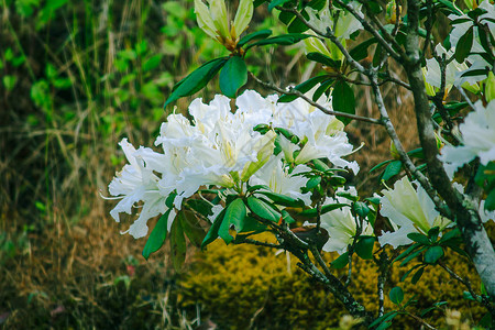 杜鹃花是泰国茵他侬公园杜鹃花属开花植物的姓氏图片