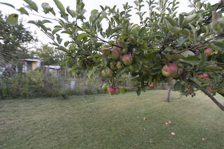 长着梨树和苹果树的草坪图片