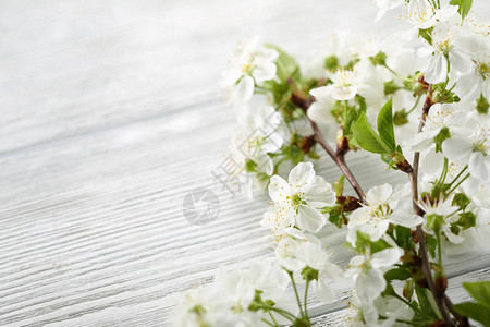 白木春天背景与鲜花图片