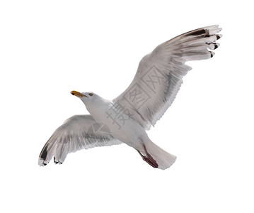 海鸥在飞行中被白色背景隔离图片