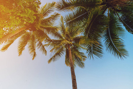 在岛屿海滩热带海岸的椰子棕榈树上图片