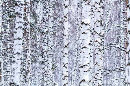美丽的冬天白桦林图片