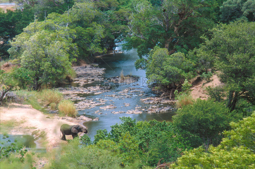 非洲大象Loxodonta在南非克鲁格公园的一个阳光灿烂的夏季下图片