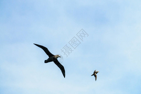 南方巨海燕寒冷的福克兰群岛高清图片