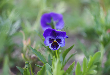 花园里美丽的花高清图片