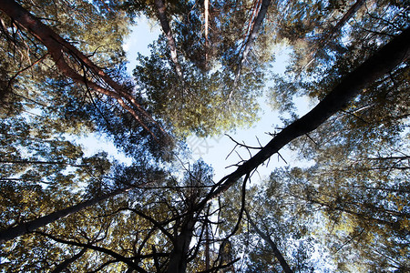 阳光下的树梢夏季森林图片