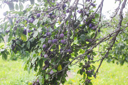 夏季花园的李子树上种着果实丰盛的水果图片