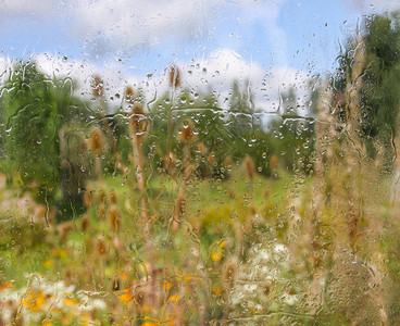 夏天的花朵在湿玻璃图片