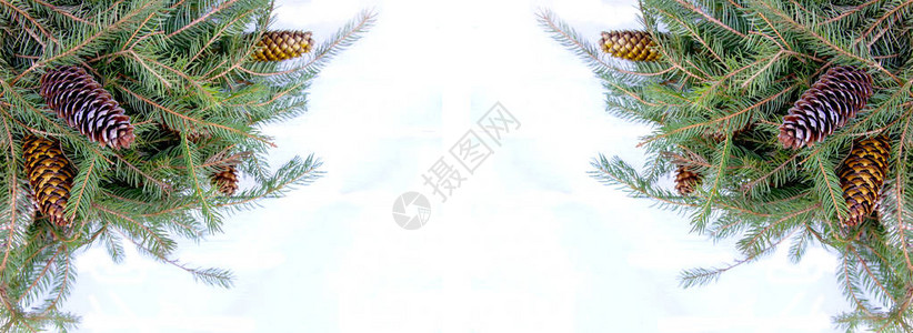 圣诞组成与冷杉树枝和白色背景上的锥体新年节日设计模图片