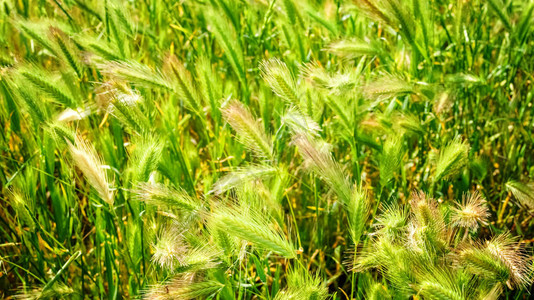 麦田金色和绿色黑麦的关闭阳光下的田园风光草甸麦田成熟的背图片