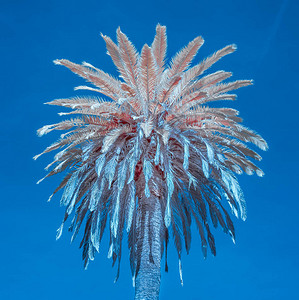 一棵棕榈树以红外色对图片