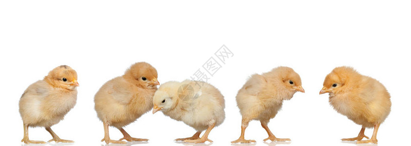 复活节的黄鸡会议白底背景图片