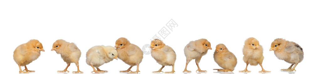 复活节的黄鸡会议白底图片