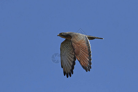 在蓝天背景下飞行的蚱蜢秃鹰图片