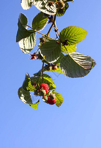 秋天公园的草莓植物图片