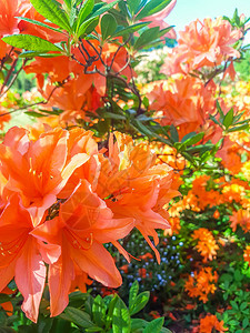 美丽的Rhododendron工厂图片