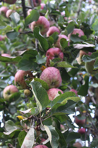 在花园的苹果树枝上图片