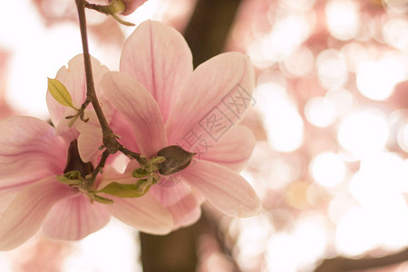 春暖花开美容季美丽的木兰花背景
