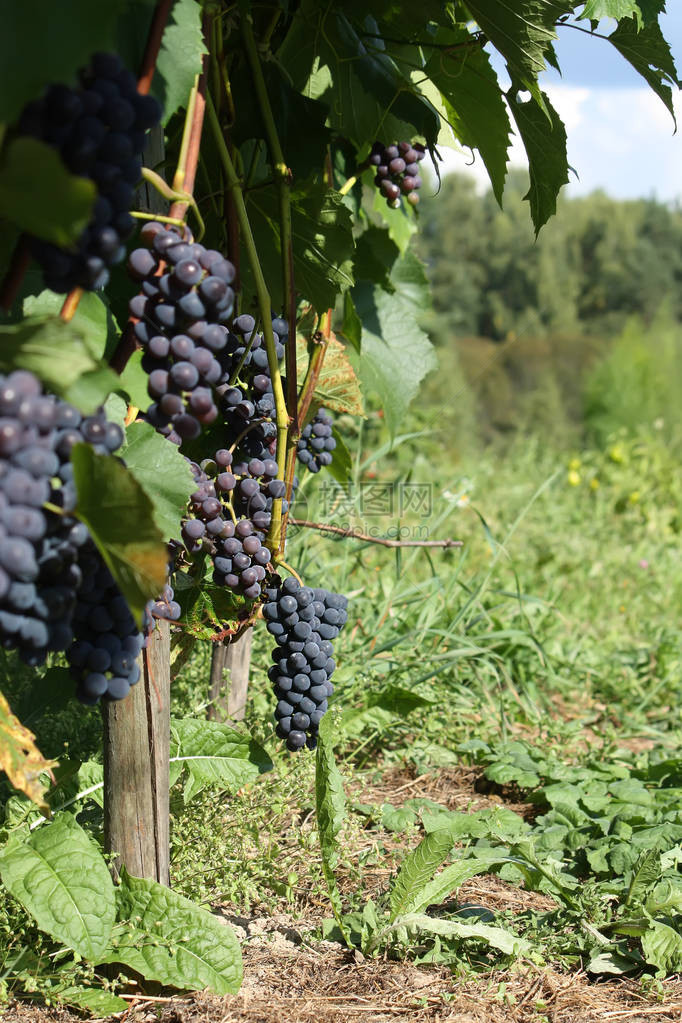 在花园里种植的葡萄酒上成熟的葡萄图片