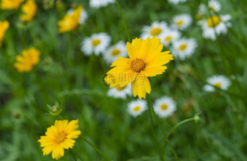 夏日花园中的金鸡菊花图片