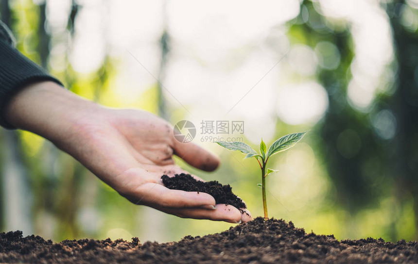 植树概念人们在森林里植树图片