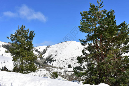 冬季风景有绿松树和白雪山西班牙图片