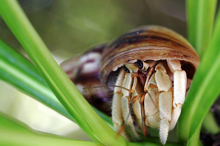 一只寄居蟹在蜗牛壳下图片