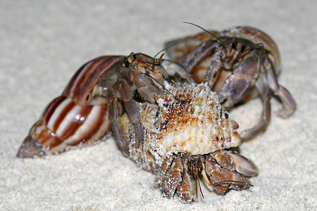 三只寄居蟹争夺沙滩上的蜗牛屋图片