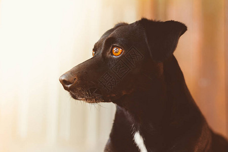美丽和善良的黑狗的肖像简介图片凝视和强迫确定图片