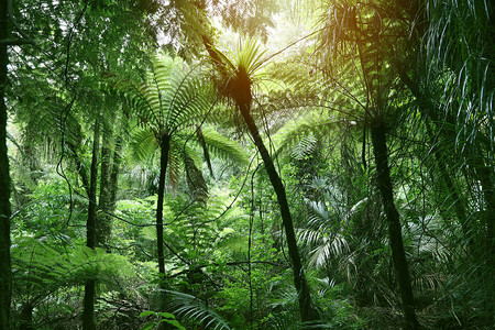 热带丛林中的树冠背景图片