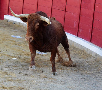 西班牙斗牛与大公牛背景图片