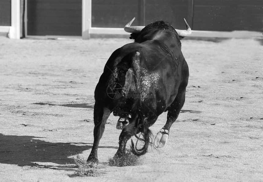 西班牙斗牛与大公牛图片